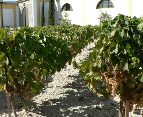 54- La vigne de Jerez 
